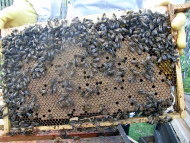 A beehive frame