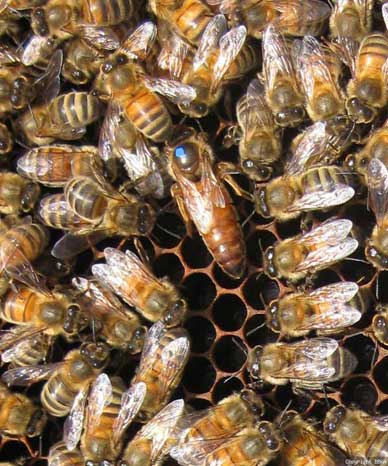 Queen bee identified by blue spot