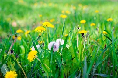 Dandelion