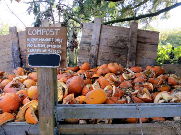 Compost heap with pumpkins