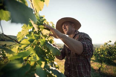 Farmer checking vines