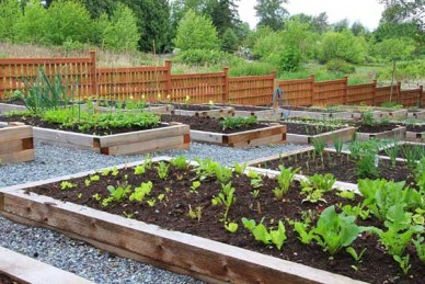 Vegetabes growing in raised beds