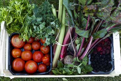 Basket of vegetables