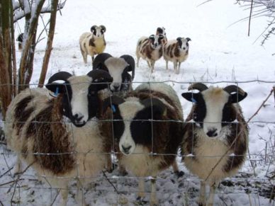 Sheep in the snow