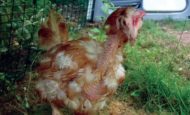 ex-caged hen