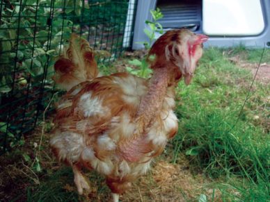 ex-caged hen